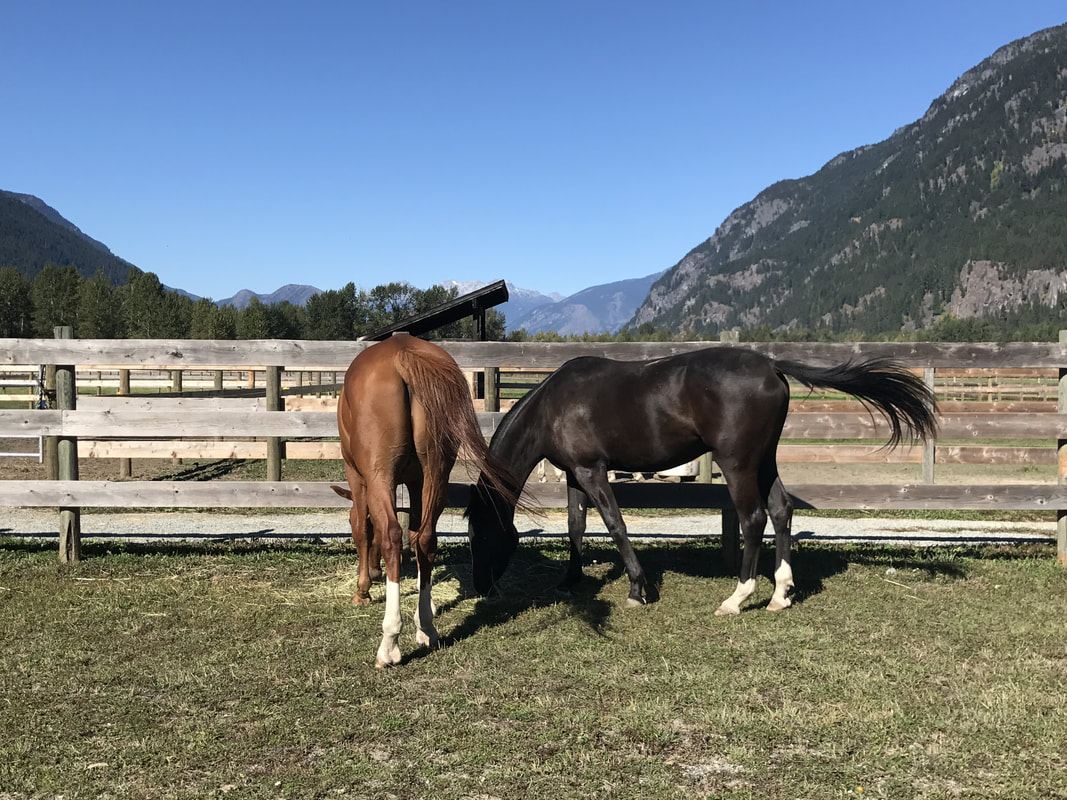 Dressage horses at Riverlands Equestrian Facility near Whistler BC