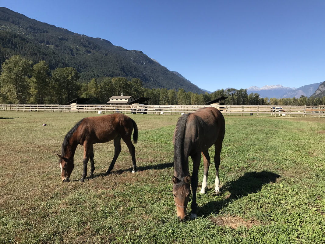 Dressage fillies near Whistler BC at Riverlands Equestrian Facility